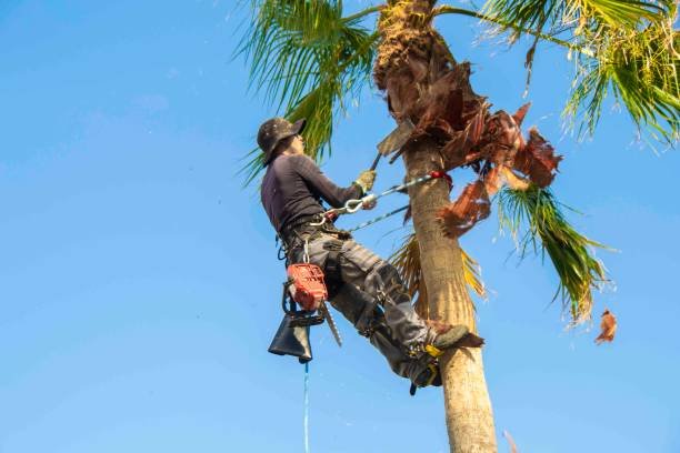 Palm Tree Service San Jose Hispanic man in a safety harness clearing a palm tree trunk with a special tool.