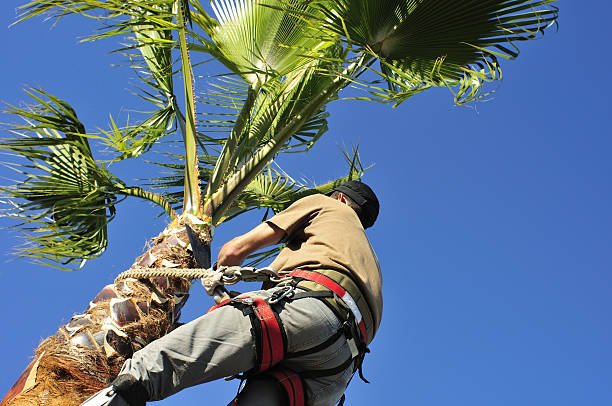 Palm Tree Service San Jose a tree surgeon wearing a harness uses a corvellot to prune a palm tree.