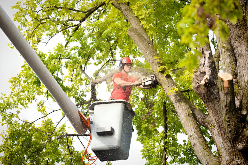 Evergreen Steptodown.com308679 1024x683