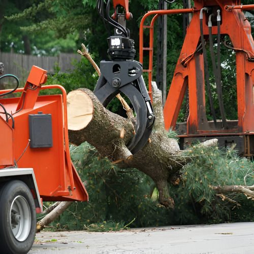 tree removal tree removal