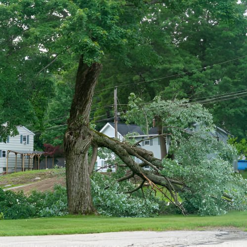 tree fell tree fell